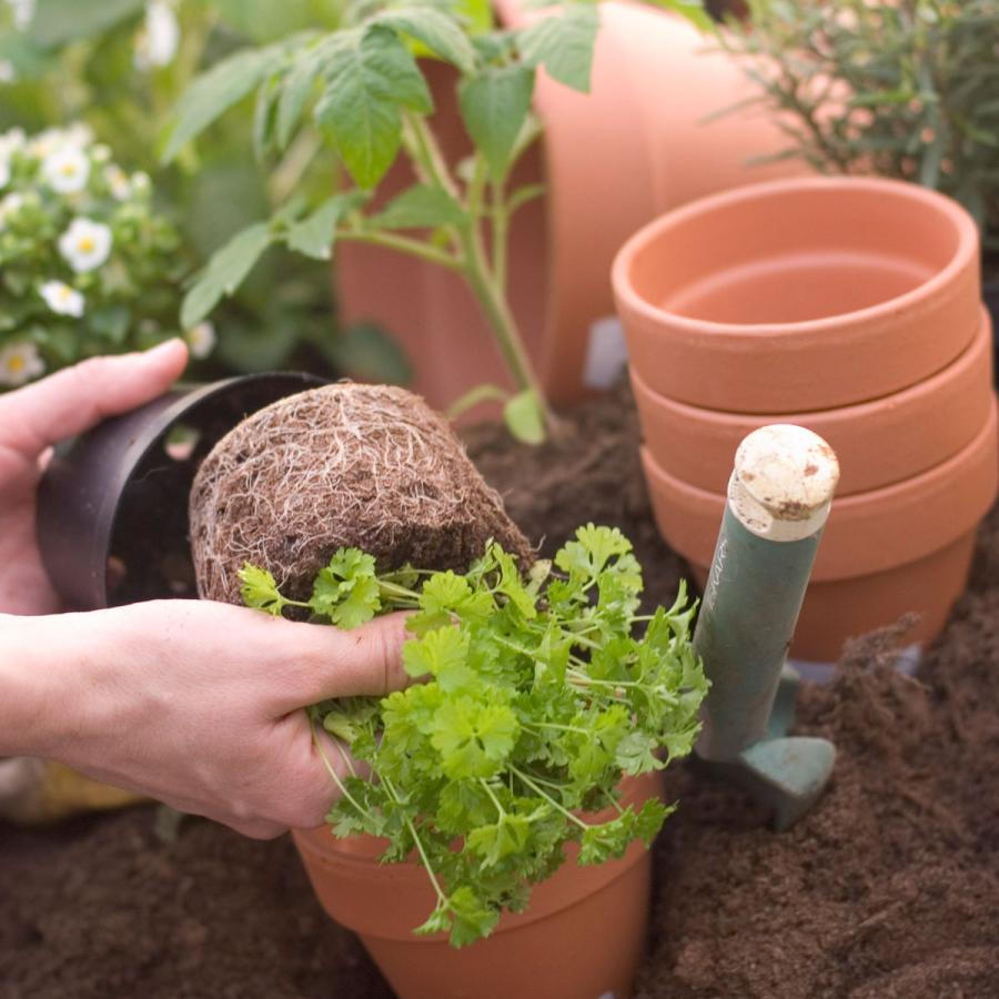 Plantering - Istutus