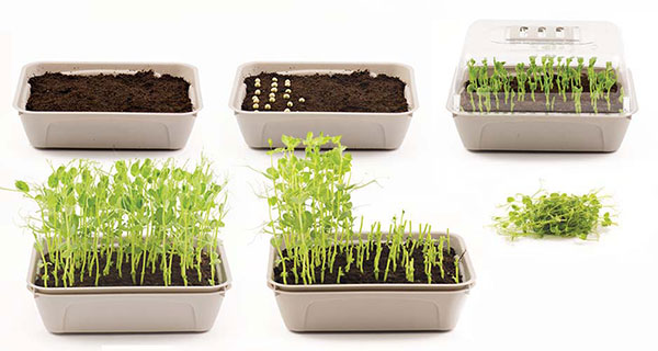 MicroLeaf_image.jpg