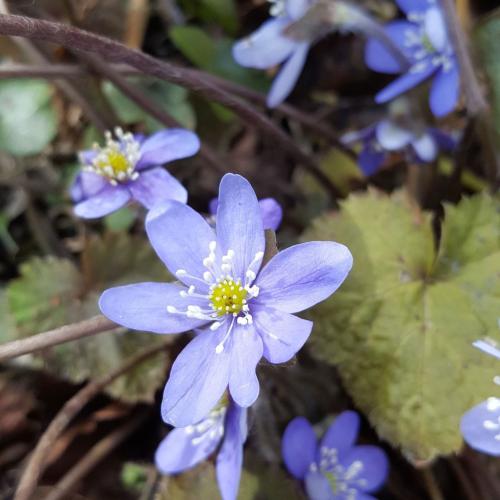 Hepatica nobilis