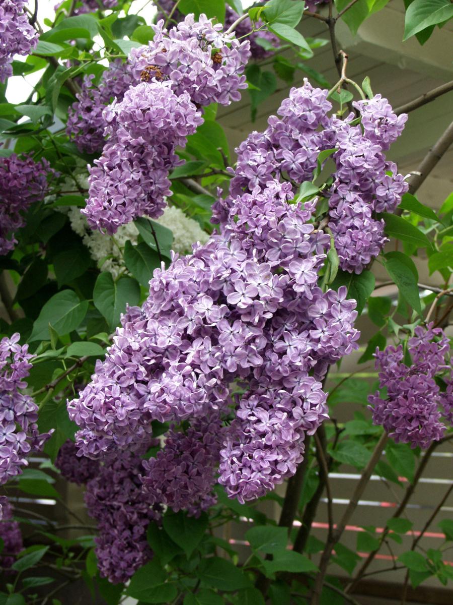 Syringa vulgaris Syringa vulgaris
