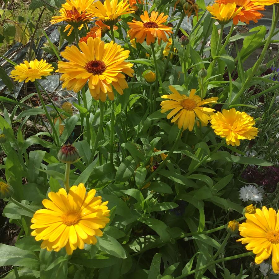 Ätbara blommor - Syötävät kukat