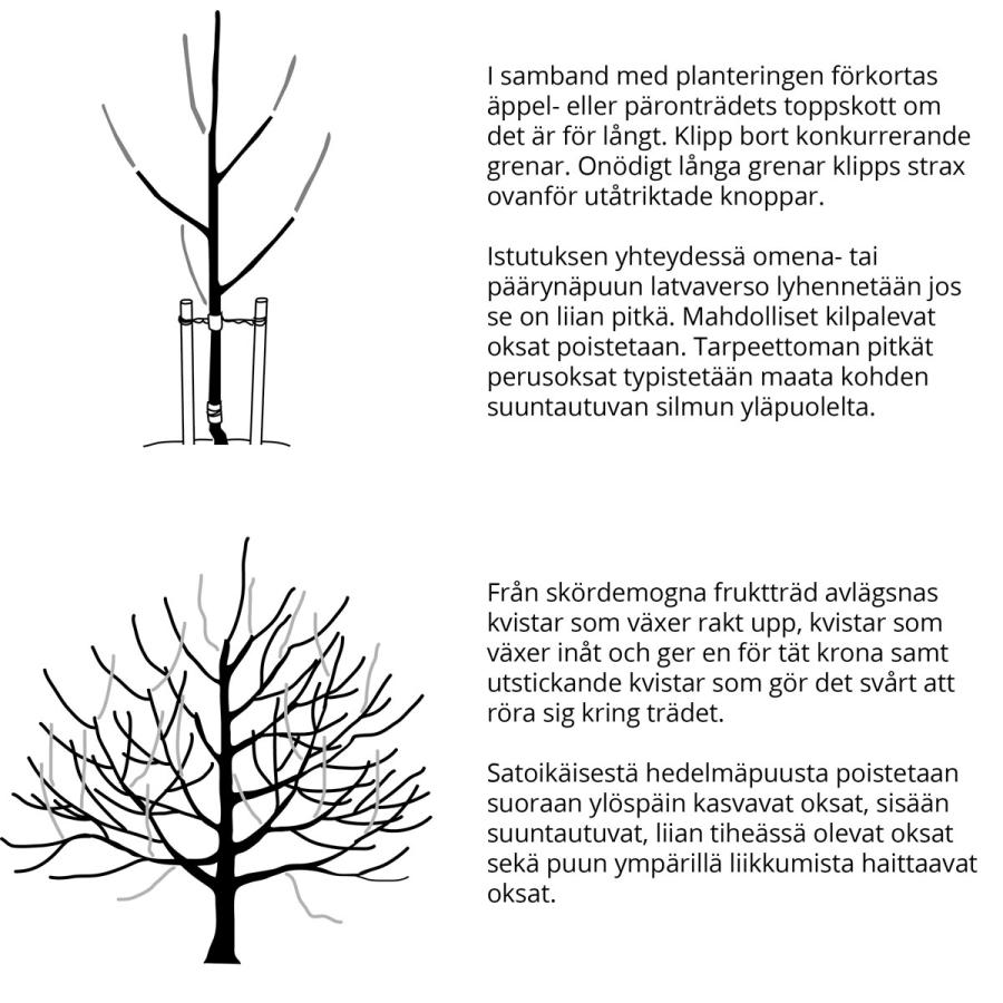 Beskärning av fruktträd - Hedelmäpuiden leikkaus