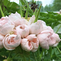Pelargon - Pelargoni