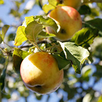 appel-omena.jpg