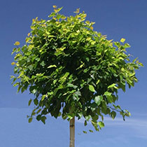 minitrad-pienoispuut.jpg