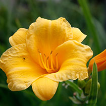perenner-perennat.jpg