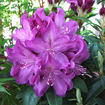 rhodo.jpg