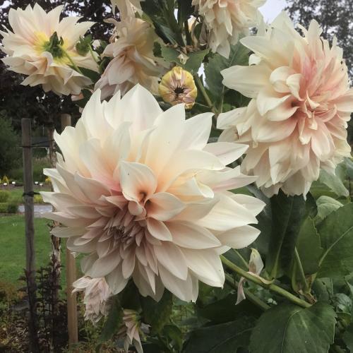 Dahlia 'Café au Lait' blom