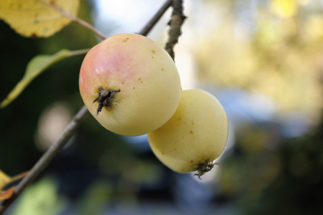 Malus_Salla