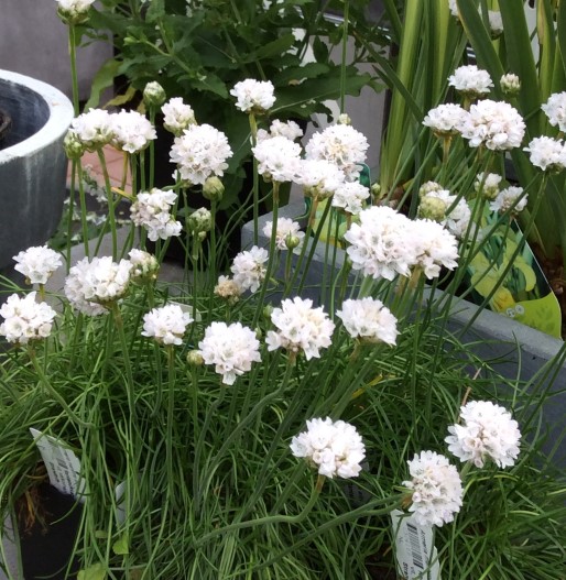 armeria_maritima_alba